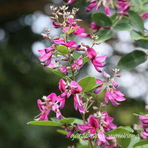 ������ (�����E�L���E�n�M)