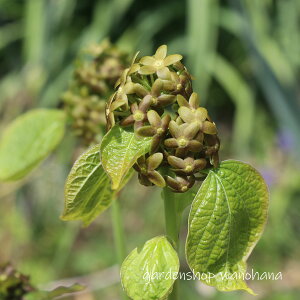 ���� (�^�`�K�V��)