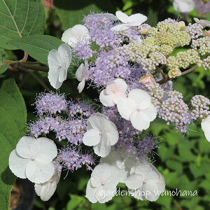 �ʎ��z�� �g�� (�^�}�A�W�T�C �R�E�L)