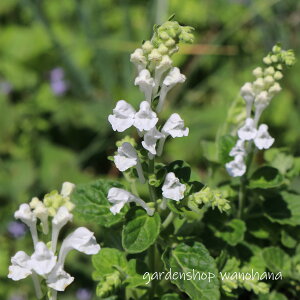 ���Q�� ���� (�^�c�i�~�\�E �V���o�i)��2025�N�J�ԏI���B2026�N�J�Ԍ����݁B