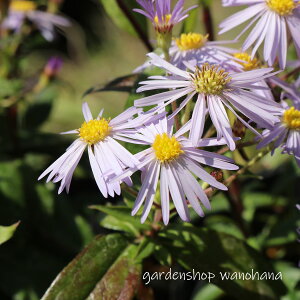 ��Վ��� (�g�L���V�I��)