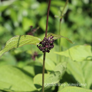 ���� (�c���K�V��)