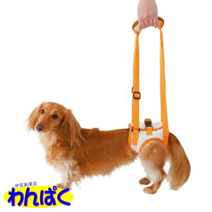 yN[|Lz Vp s⏕n[lX 㑫pK (M) ^ 㑫 ~24cm yeBIiPetioj  t[hTvL ALE