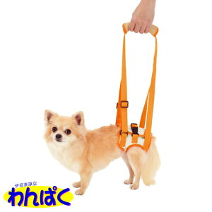 yN[|Lz Vp s⏕n[lX 㑫pK (S) ^ 㑫 ~17cm yeBIiPetioj t[hTvL ALE