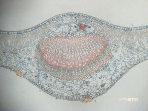 yP10{I420:00-111:59zAgDvp[g (1) 20