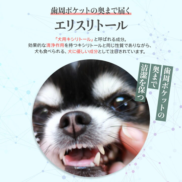 楽天市場】【公式】歯科医開発 犬用 歯磨きジェル ハグキスマイル 30g 