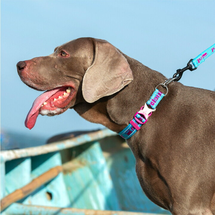楽天市場 犬 首輪 ハーフチョーク ステンレス チェーン しつけ 引っ張り 匂い取り 拾い食い 歩行訓練 バックル付き 簡単装着 中型犬 大型犬 やわらかい おしゃれ Wanwan Square Garden