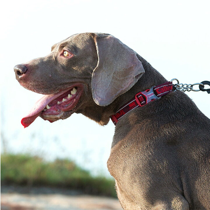 楽天市場 犬 首輪 ハーフチョーク ステンレス チェーン しつけ 引っ張り 匂い取り 拾い食い 歩行訓練 バックル付き 簡単装着 中型犬 大型犬 やわらかい おしゃれ Wanwan Square Garden