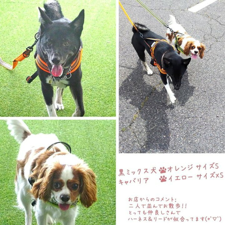 楽天市場 犬 リード 犬用 リード 中型犬 大型犬 持ちやすい ソフトハンドル おしゃれ 超大型犬 小型犬 スタンダードリード メール便送料無料 Wanwan Square Garden 楽天市場 犬 リード 犬用 リード 中型犬 大型犬 持ちやすい ソフトハンドル おしゃれ 超大型犬 小型犬 スタンダードリード メール便送料無料 Wanwan Square Garden