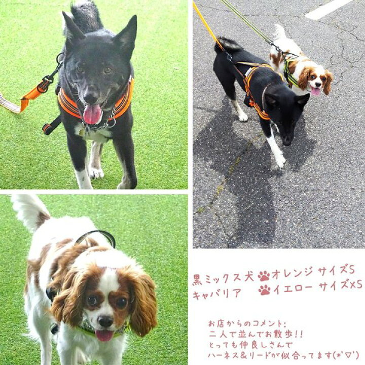 楽天市場】犬 ハーネス 犬用 ハーネス 胴輪 ソフトパッド 簡単装着 快適 スポーツハーネス 超大型犬 大型犬 小型犬 送料無料 : Wanwan Square Garden 楽天市場】犬 ハーネス 犬用 ハーネス 胴輪 ソフトパッド 簡単装着 快適 スポーツハーネス 超大型犬 大型犬 小型犬 送料無料 : Wanwan Square Garden