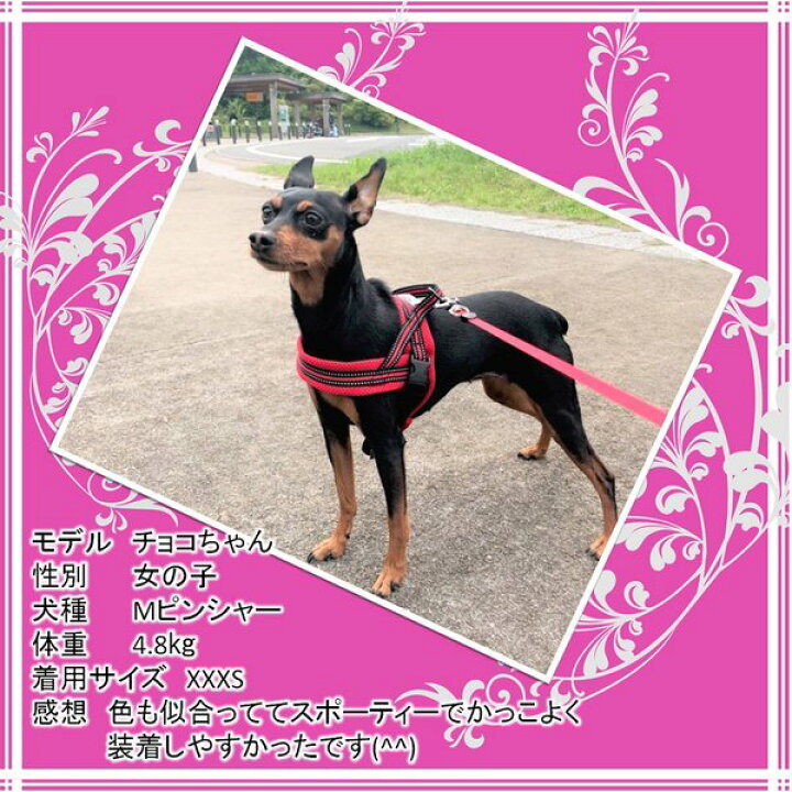 楽天市場】犬 ハーネス 犬用 ハーネス 胴輪 ソフトパッド 簡単装着 快適 スポーツハーネス 超大型犬 大型犬 小型犬 送料無料 : Wanwan Square Garden 楽天市場】犬 ハーネス 犬用 ハーネス 胴輪 ソフトパッド 簡単装着 快適 スポーツハーネス 超大型犬 大型犬 小型犬 送料無料 : Wanwan Square Garden
