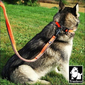 犬 リード 犬用 リード 伸縮リード ロングリード ハンドル付き 大型犬 中型犬 小型犬 トレーニング 犬のリード のび〜るリード