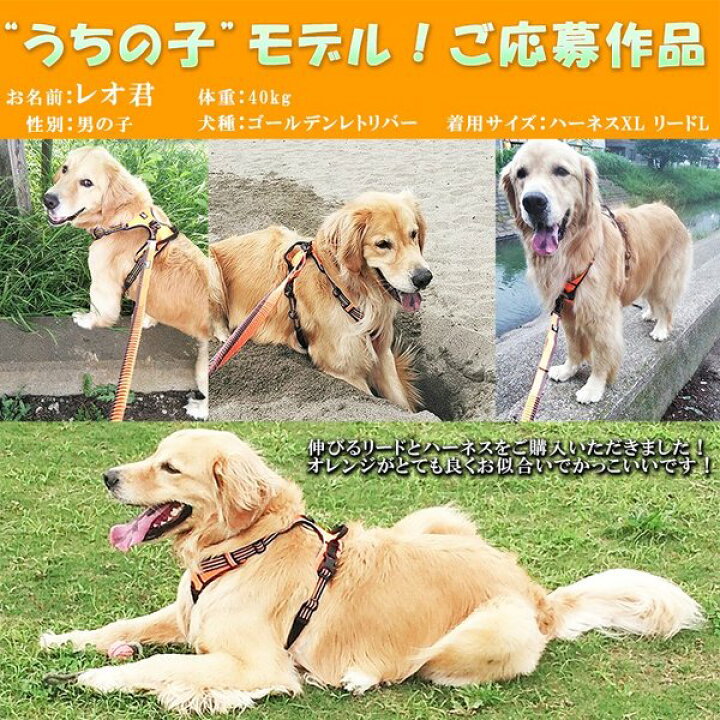 楽天市場 犬 リード 犬用 リード 伸縮リード ロングリード ハンドル付き 大型犬 中型犬 小型犬 トレーニング 犬のリード のび るリード Wanwan Square Garden 楽天市場 犬 リード 犬用 リード 伸縮リード ロングリード ハンドル付き 大型犬 中型犬 小型犬 トレーニング 犬のリード のび るリード Wanwan Square Garden