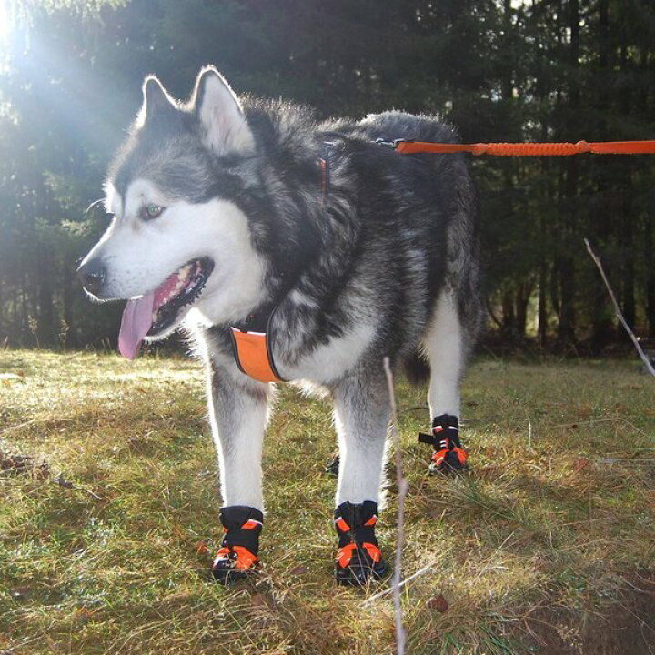 楽天市場 犬 靴 犬靴 犬の靴 ドッグシューズ プロテクション シューズ ソフト 保護 防水 スポーツ 介護 足 怪我 シニア ケア 小型犬 大型犬 メール便送料無料 2個セット Wanwan Square Garden 楽天市場 犬 靴 犬靴 犬の靴 ドッグシューズ プロテクション シューズ ソフト 保護 防水 スポーツ 介護 足 怪我 シニア ケア 小型犬 大型犬 メール便送料無料 2個セット Wanwan Square Garden