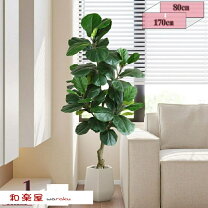楽天市場】フィカス アルテシマ（人工観葉植物｜造花・人工観葉植物 