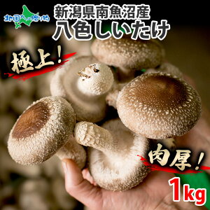 VY 싛 F 1kg Yn Y   VC^P  o[xL[ H a v[g  hV̓Mtg Hו hV̓ v[g ő  