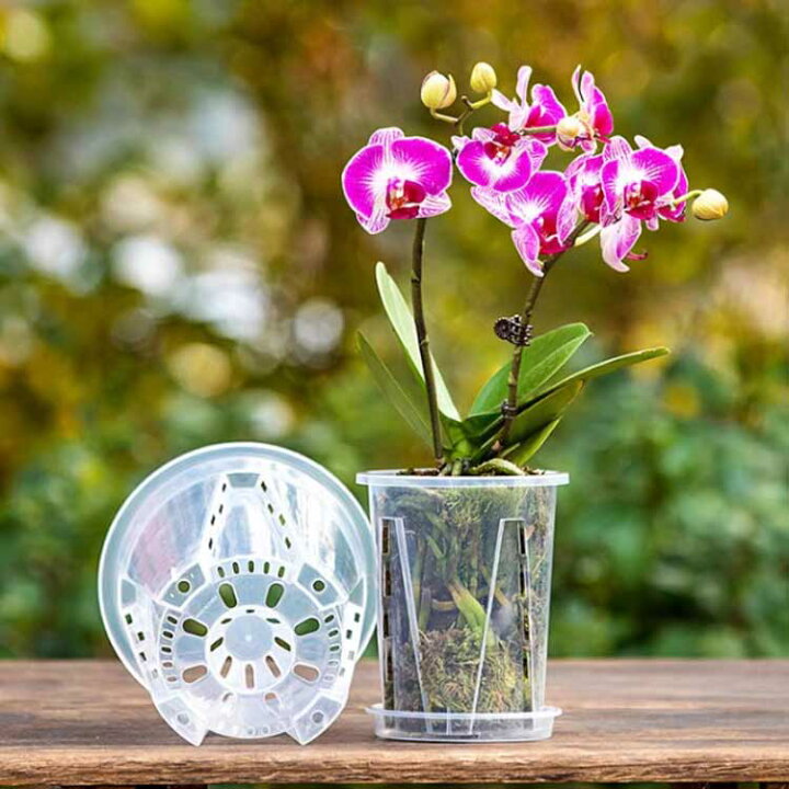 楽天市場】 穴付き 蝶蘭 植木鉢 育苗ポット 透明 プラスチック 胡蝶蘭  