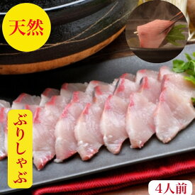 ぶりしゃぶ　ブリしゃぶ セット【天然】ぶり　ブリ　鰤　刺身　4人前　しゃぶしゃぶ【送料無料】福井産　寒ぶり　うまトロ600g　血合い処理済　養殖物では味わえない天然の旨みとコク【寒ブリ】鰤　10キロ以上物厳選ぽん酢特製出汁ラーメン400gレシピ付　御祝　海鮮　ギフト