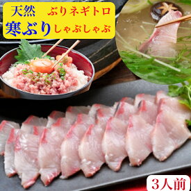 ぶりしゃぶ　ブリしゃぶ　天然　ぶり　鰤しゃぶ　ブリ　ねぎとろ　刺身　セット【送料無料】北海道産10キロ級 寒ブリ　200gラーメン　旨みコク2人前　野菜を用意するだけで簡単料亭の味　ブリ ネギトロ丼　4杯分製出汁ポン酢紅葉おろし簡単レシピ付　お祝　ギフト