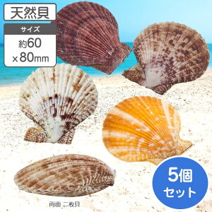 ヒオウギ 両面 二枚貝 約6〜8cm 5枚組 貝 貝殻 天然貝 水槽 ディスプレイ インテリア 置物 アクセサリー デコレーション 撮影 小物 シェル パーツ ハンドメイド 夏休み 宿題 工作 リゾート お土