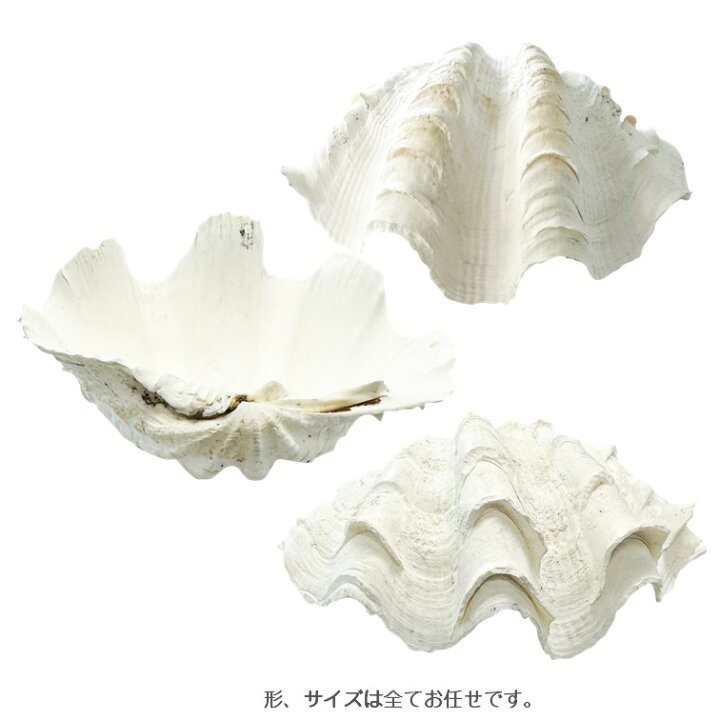 楽天市場】シャコガイ 天然貝 片面 サイズおまかせ2個組 約15～16x90 