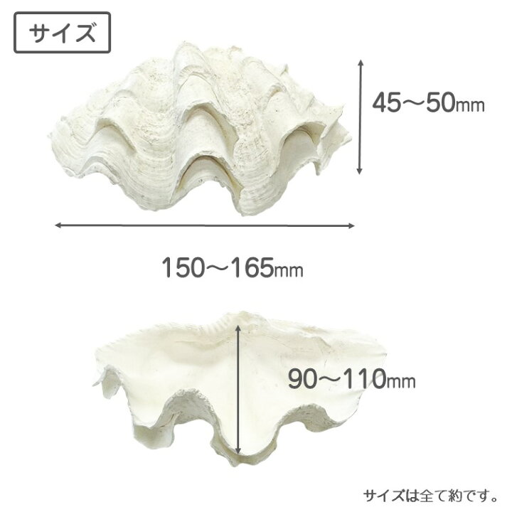 楽天市場】シャコガイ 天然貝 片面 サイズおまかせ2個組 約15～16x90 