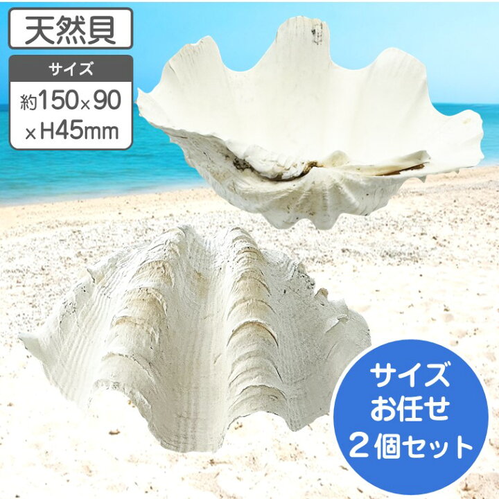 楽天市場】シャコガイ 天然貝 片面 サイズおまかせ2個組 約15～16x90 