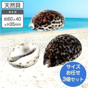 ホシダカラ 天然貝 約4〜7x高さ3.5cm 大小3個組 貝 貝殻 水槽 ディスプレイ インテリア 置物 アクセサリー デコレーション ヒオオギ シェル パーツ 撮影 小物 ハンドメイド 夏休み 宿題 工作 リ