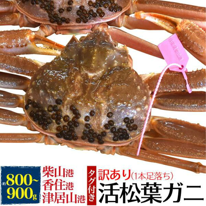 楽天市場 活松葉ガニ ズワイガニ 1杯 約800 900g 足数1本不足 生きたまま出荷 活き 産地証明タグ付き 1尾 A級 産地直送 活け マツバガニ 松葉蟹 松葉カニ カニ 蟹 かに 山陰 柴山かに 津居山かに 香住かに 兵庫県産 兵庫産 産直 日本海 姿 贈答用 国内水揚げ お歳暮
