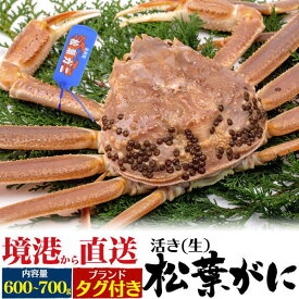 A級 活松葉ガニ ズワイガニ 1杯 約600g～700g タグ付き カニ 生きたまま出荷 1尾 活き 産地直送 活け マツバガニ 松葉蟹 松葉カニ 蟹 かに まつばがに ブランド蟹 山陰 島根県産 鳥取県産 境港 産直 日本海 姿 贈答用 国内水揚げ 贈り物 お歳暮 ギフト 通販 冷蔵 クール便