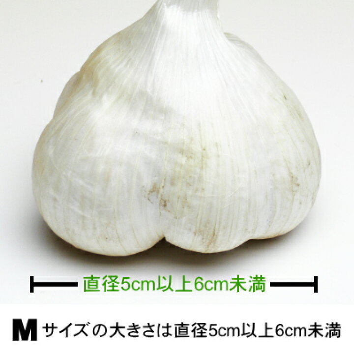 楽天市場】【令和6年産新物】青森県産 生にんにく Mサイズ 1kg～10kg 