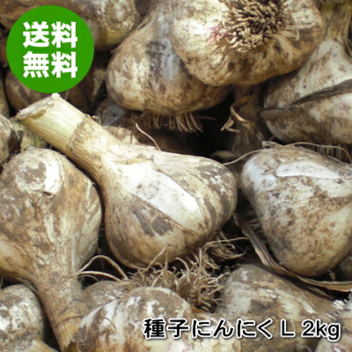 楽天市場】青森種子にんにく 種球 国産 福地ホワイト六片 Lサイズ 1kg 