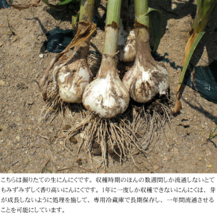 楽天市場】青森にんにく A品 Lサイズ 1kg～10kg 国産 福地ホワイト六片 