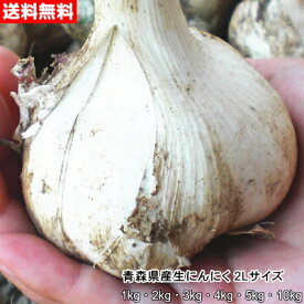 【令和6年産新物】青森県産 生にんにく 2Lサイズ 1kg～10kg 国産 福地ホワイト六片 食用 令和6年 【送料無料】