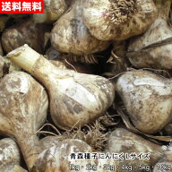 青森種子にんにく Lサイズ 1kg～10kg 種球 国産 福地ホワイト六片 令和8年産 送料無料