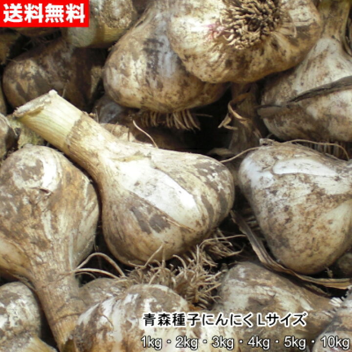 楽天市場】青森種子にんにく 種球 国産 福地ホワイト六片 Lサイズ 1kg 
