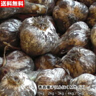 青森種子にんにく Mサイズ 1kg～10kg 種球 国産 福地ホワイト六片 令和8年産 送料無料