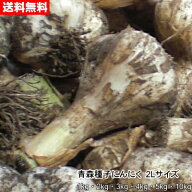 青森種子にんにく 2Lサイズ 1kg～10kg 種球 国産 福地ホワイト六片 令和8年産 送料無料