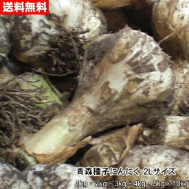 青森種子にんにく 2Lサイズ 1kg～10kg 種球 国産 福地ホワイト六片 令和8年産 送料無料