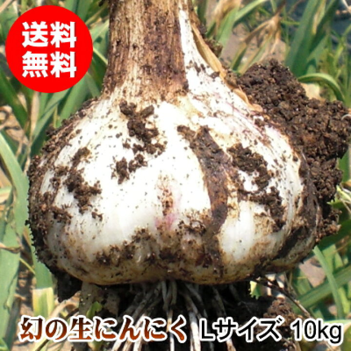 楽天市場】【令和7年産新物】青森県産 生にんにく Lサイズ 1kg～10kg  