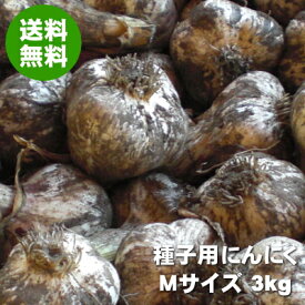 楽天市場 にんにく 種 花 ガーデン Diy の通販