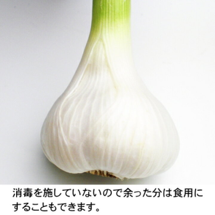 楽天市場】青森種子にんにく Lサイズ 1kg～10kg 種球 国産 福地 