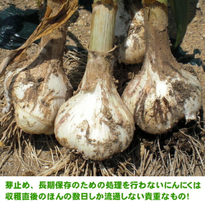楽天市場】【令和6年産新物】青森県産 生にんにく Lサイズ 1kg～10kg 
