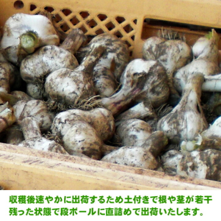 楽天市場】【令和6年産新物】青森県産 生にんにく 2Lサイズ 1kg～10kg 