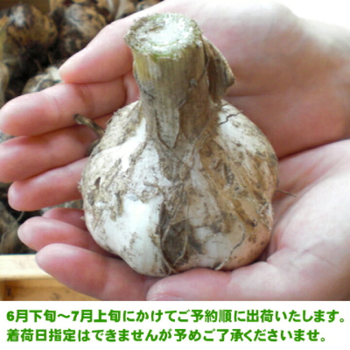 楽天市場】【令和6年産新物】青森県産 生にんにく Mサイズ 1kg～10kg 