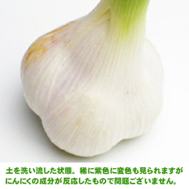 楽天市場 令和4年産新物 青森県産 生にんにく 2lサイズ 1kg 国産 福地ホワイト六片 食用 令和4年 送料無料 みちのく処 わっつど