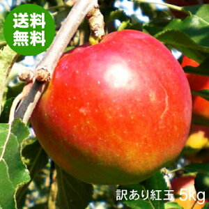 g 󂠂  5kg XY Hp [oEсEقEFނE}LEẢL]yz