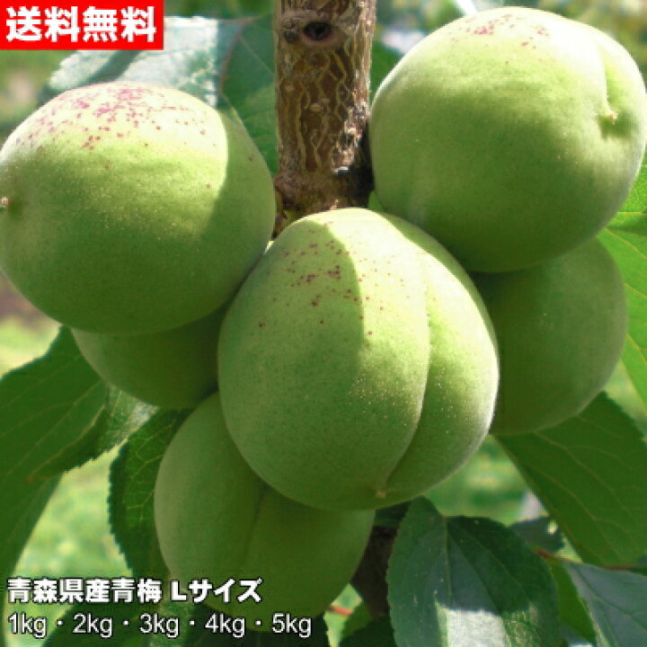 楽天市場】【令和6年産】青梅 Lサイズ 1kg～5kg 青森県産 豊後梅 梅酒 