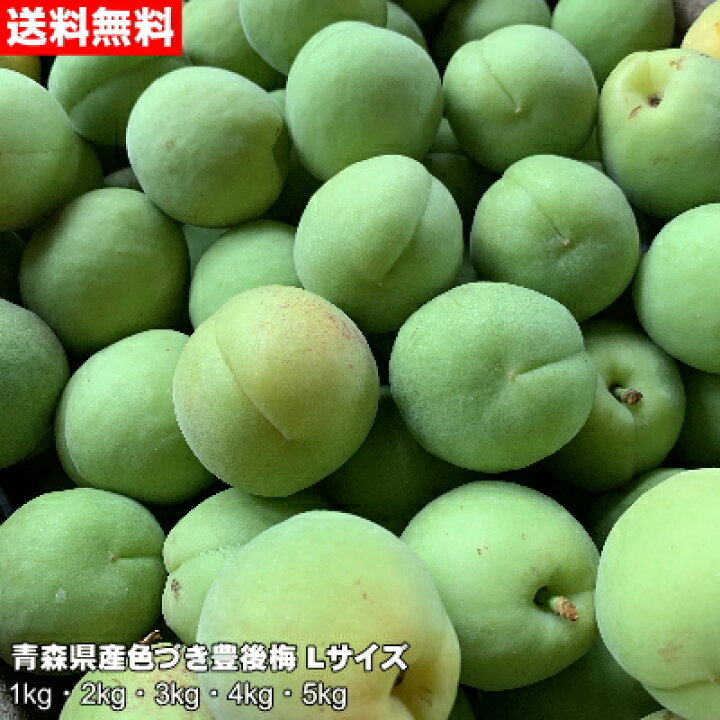 楽天市場】【令和6年産】青森県産色づき豊後梅 Lサイズ 1kg～5kg 青森 
