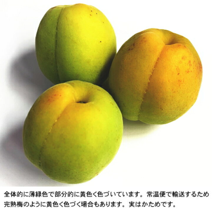 【令和5年産】青森県産色づき豊後梅 Lサイズ 約1kg 青森県産 豊後梅 梅酒 梅ジュース 梅シロップ 梅漬け 【送料無料】 みちのく処 わっつど 青森県産 完熟豊後梅